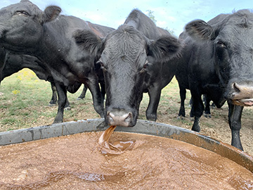 Black Slurping