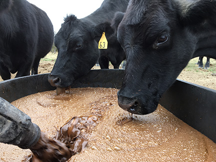 Cattle with pouring mix30